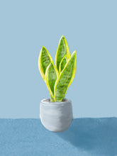 Load image into Gallery viewer, Snake Plant
