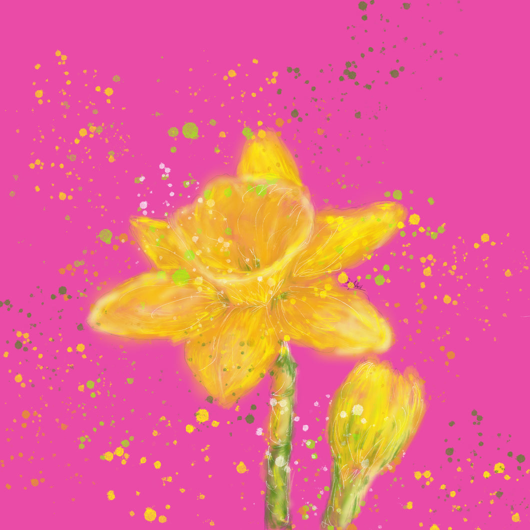 Pink Daffodil